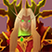 Kael'thas